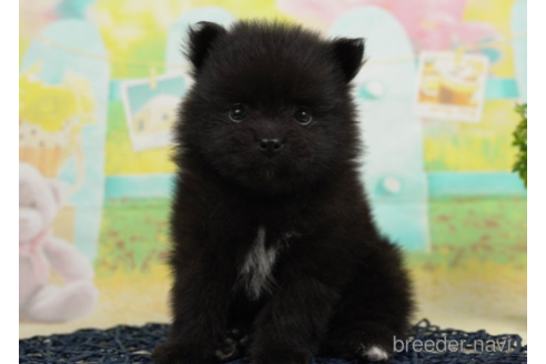 成約済の千葉県のポメラニアン-222402の3枚目